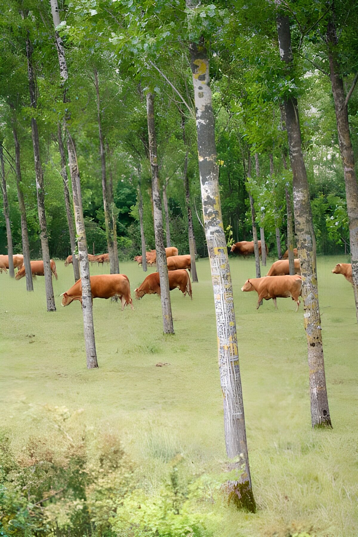 Bruine koeien tussen groene bomen