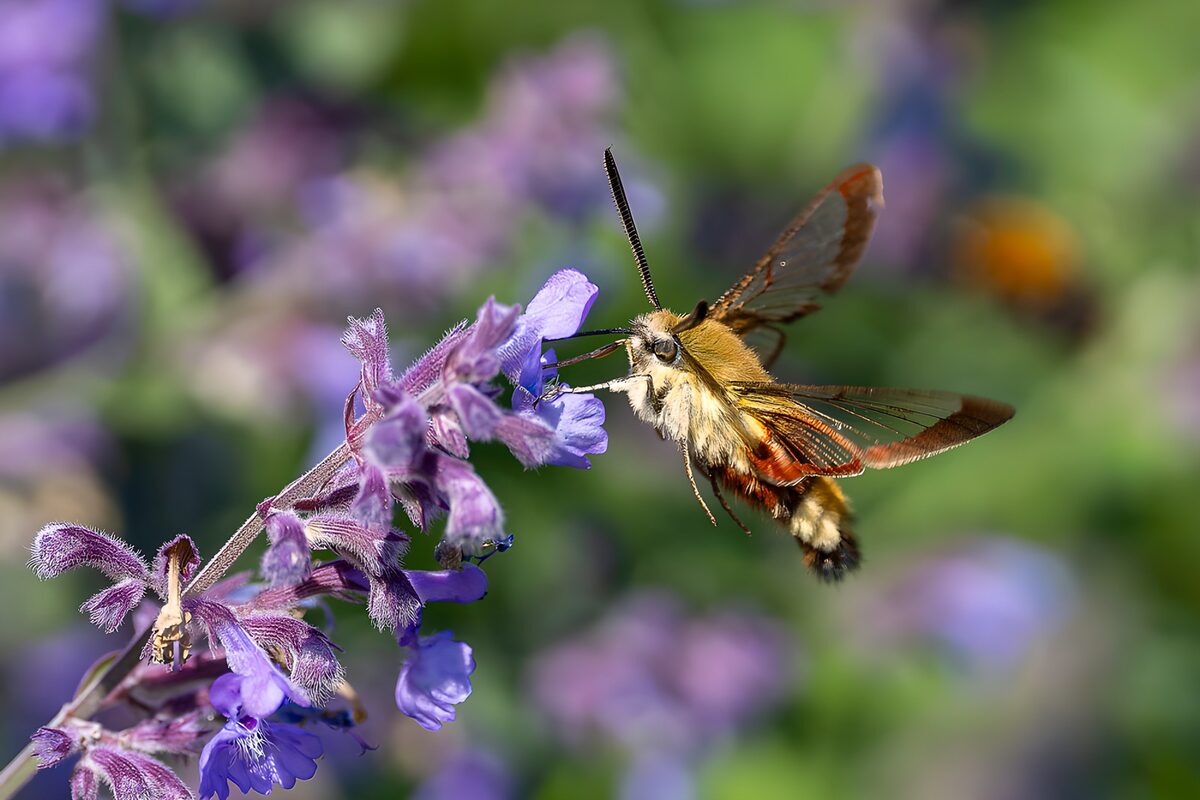 Nachtvlinder bij paarse bloemen in de zon