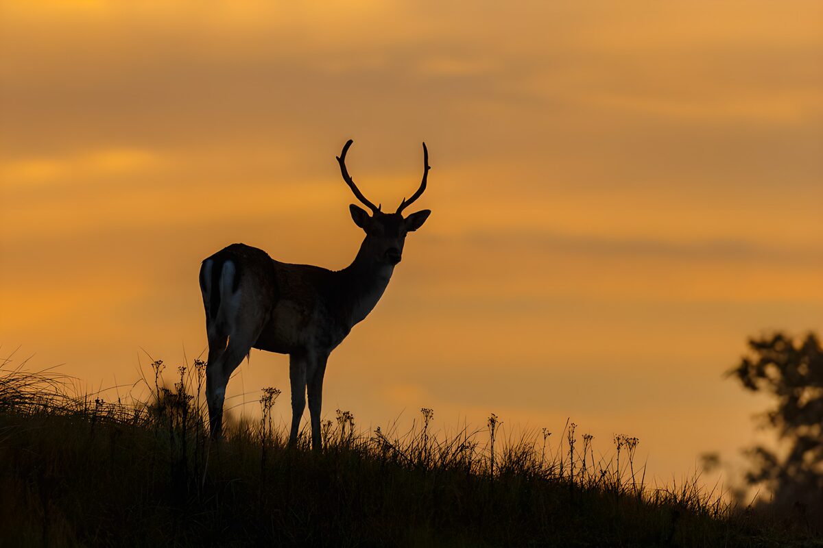 Hert op een heuvel bij zonsondergang