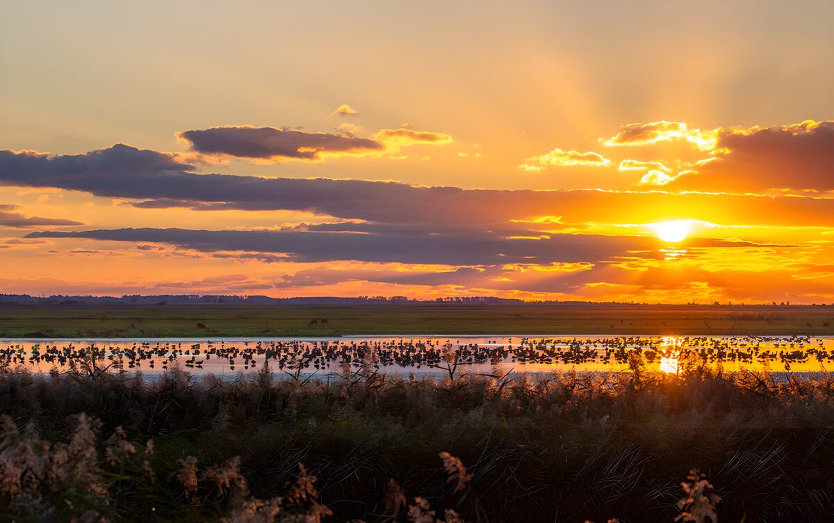 Watervogels bij een gouden zonsondergang