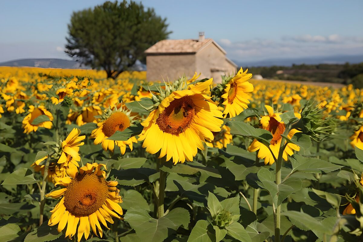 Zonnebloemenveld met een landelijk huis