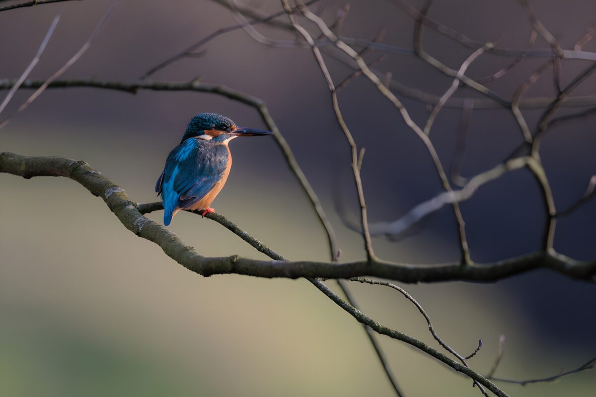 IJsvogel op een kale tak