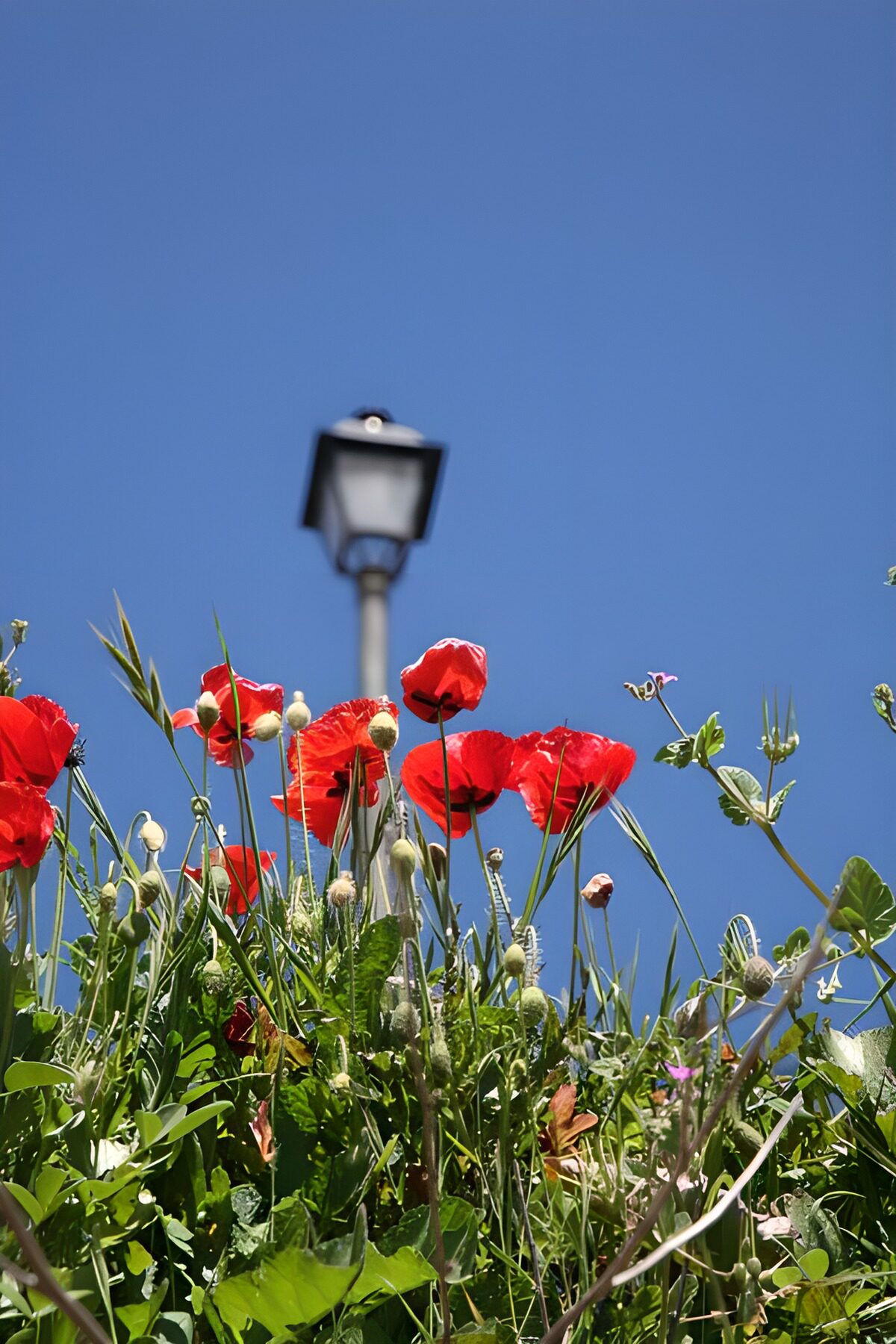 Rode klaprozen onder een blauwe lucht