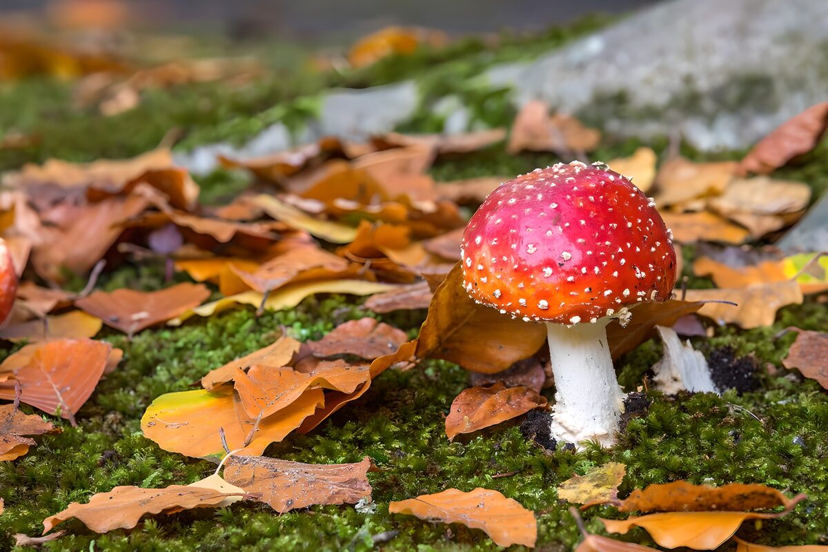 Rode vliegenzwam in een bed van herfst
