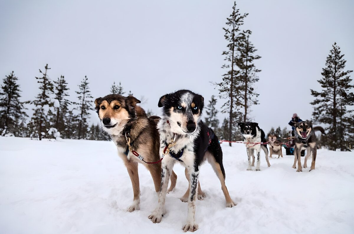 Sledehonden in een besneeuwd bos