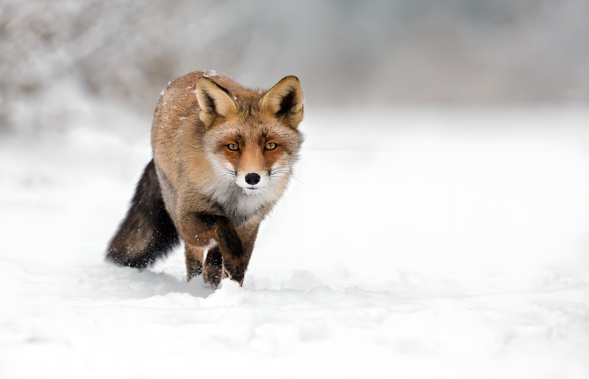 Rode vos op weg door de sneeuw