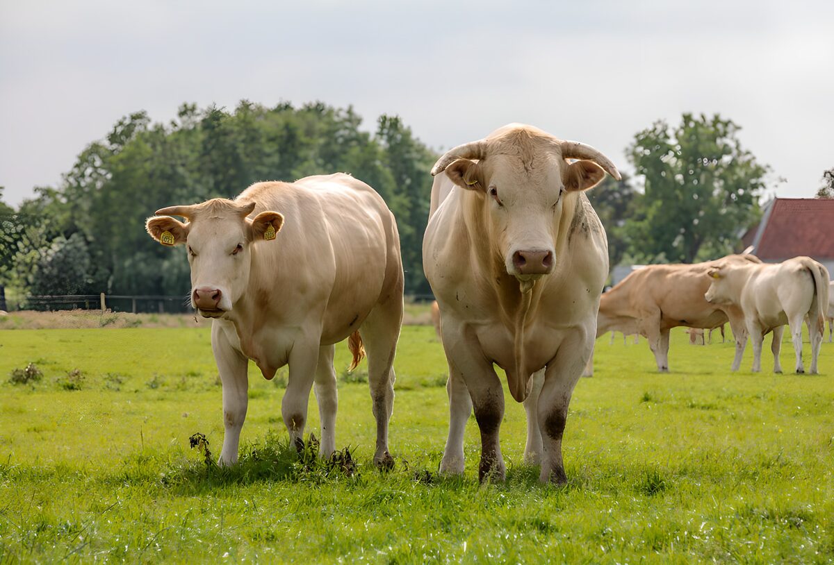 Twee lichte stieren in de groene wei