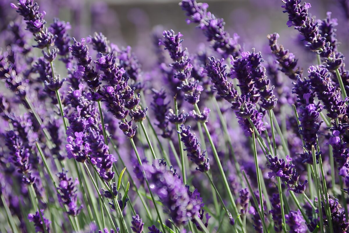 Paarse lavendel in het zonlicht