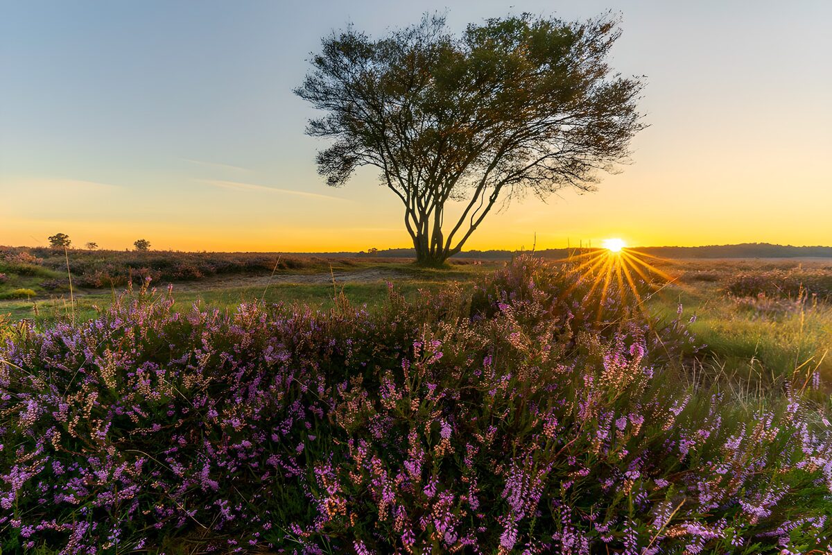 Paarse heide bij laagstaande zon
