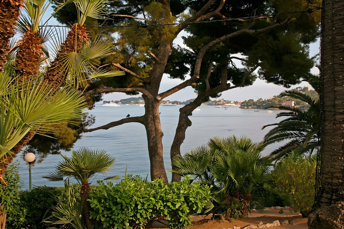 Palmen en dennen aan de stille baai