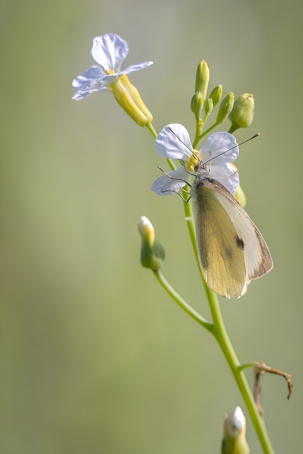 Witte vlinder op een lichte bloem
