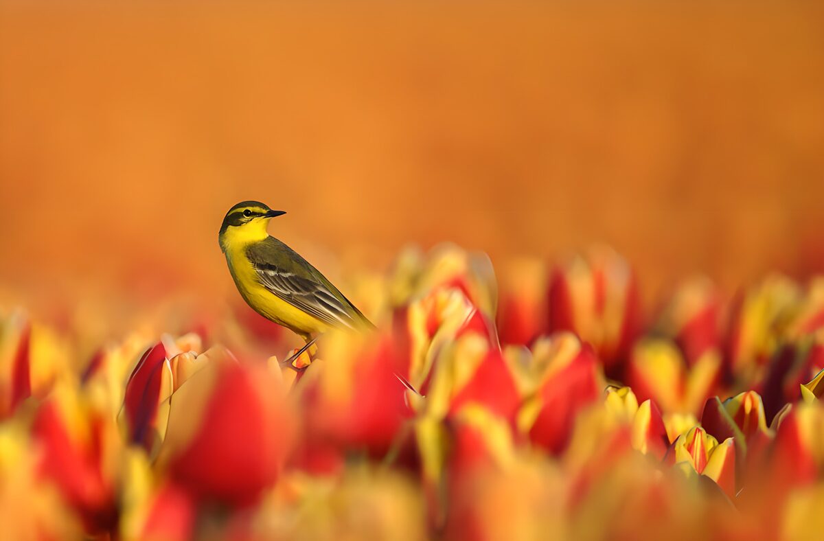 Gele kwikstaart in een zee van tulpen