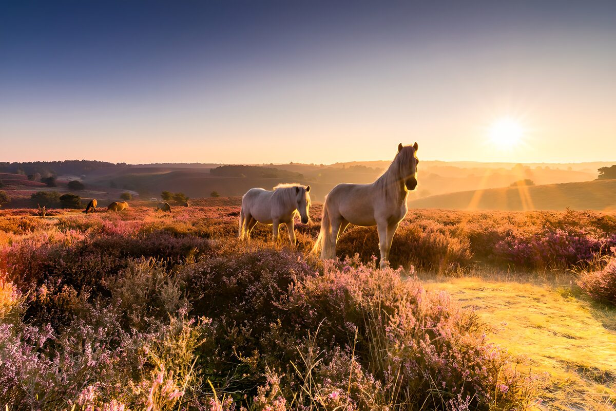 Paarden op paarse heide in gouden licht