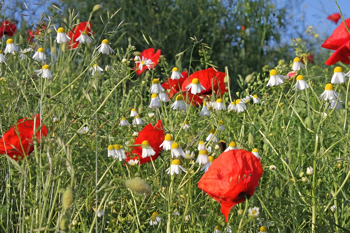 Klaprozen tussen witte veldbloemen
