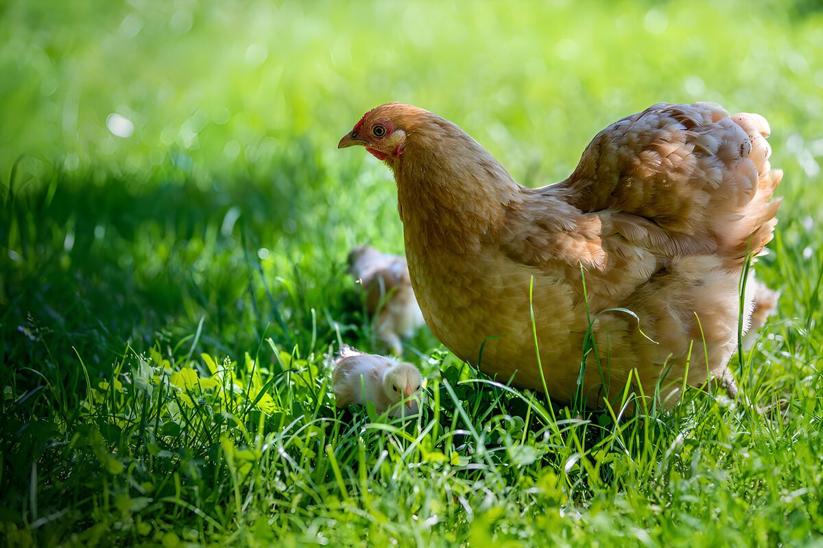 Hen met kuikens in zonnig gras