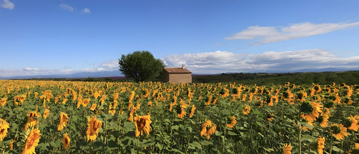 Zonnebloemenveld met huis en boom