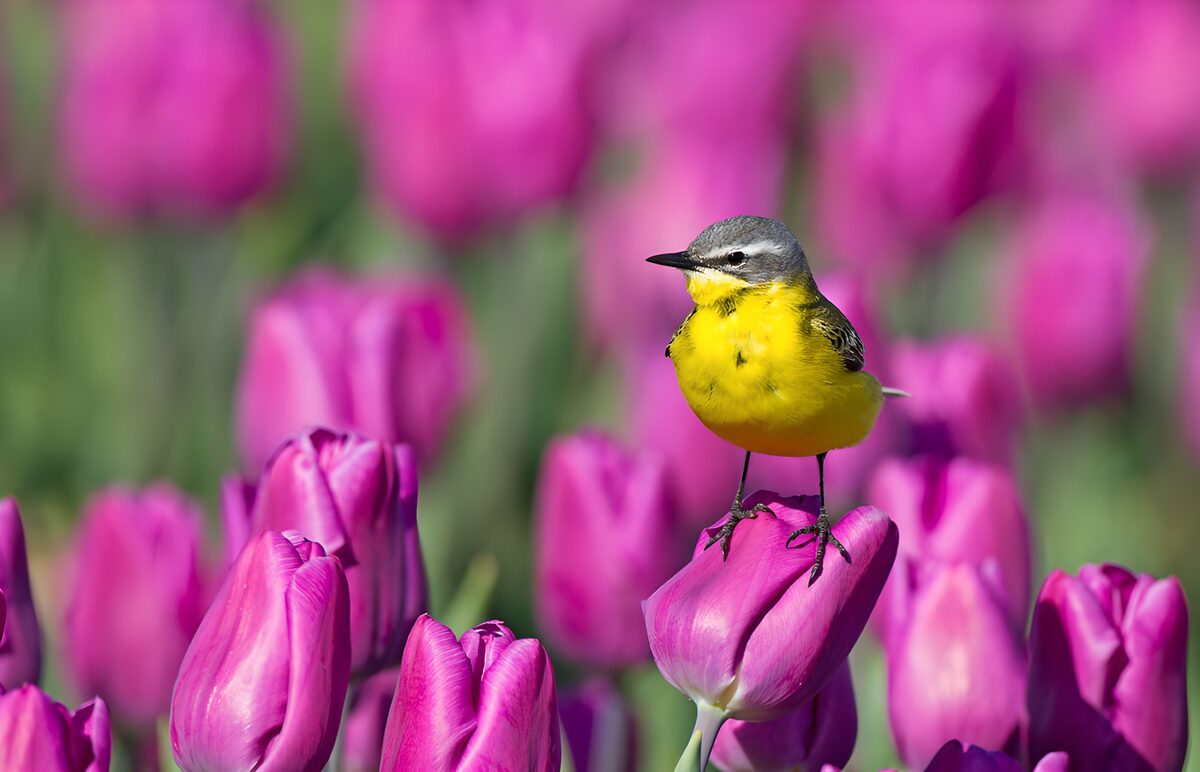 Kwikstaart in een zee van roze