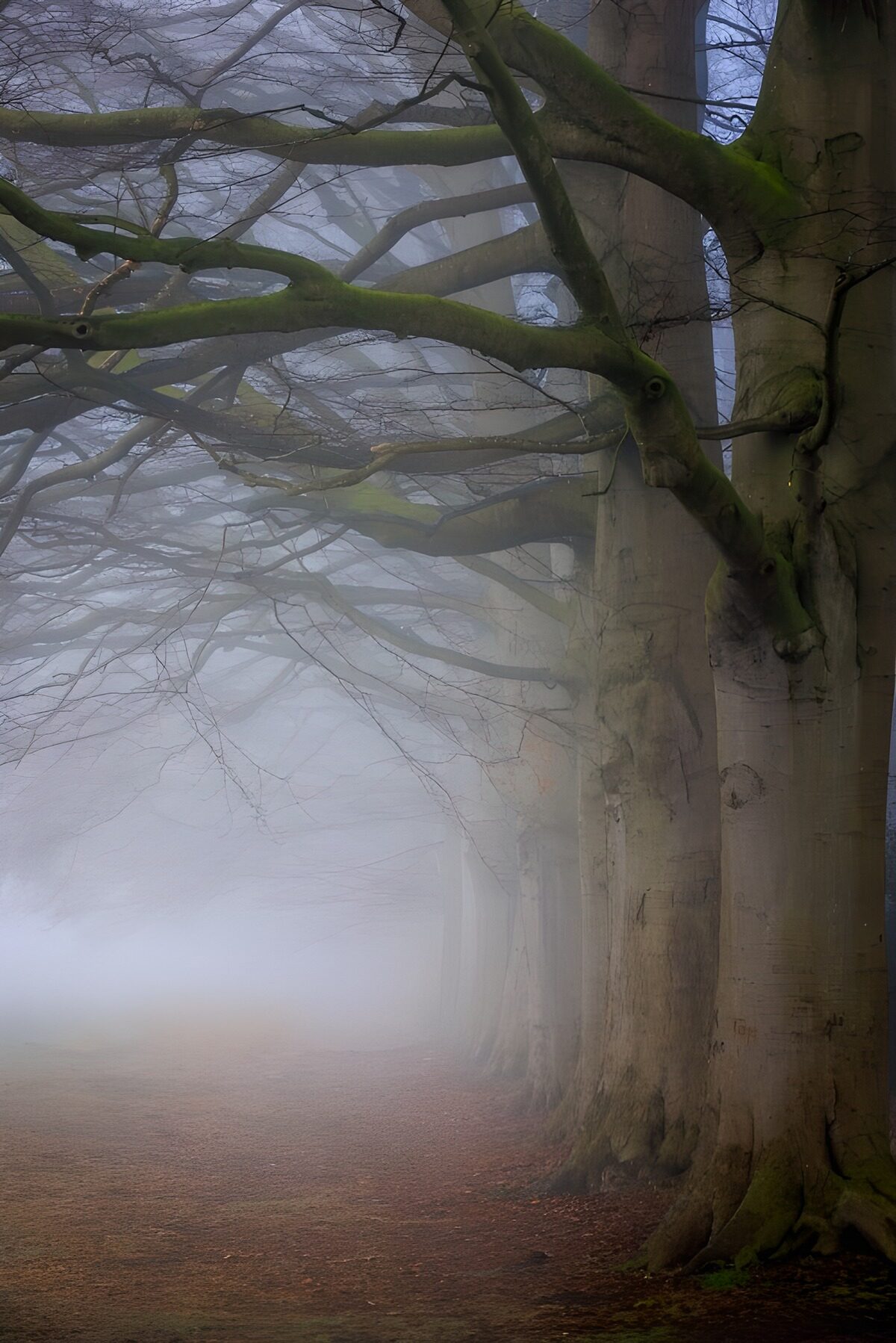 Beukenlaan in dichte mist