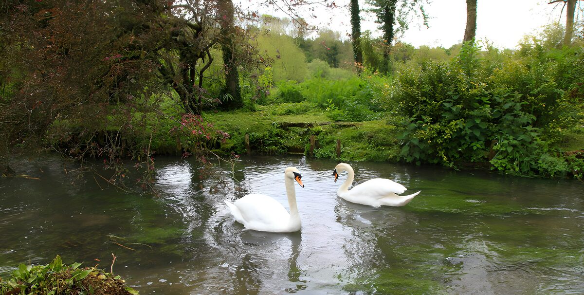 Twee zwanen tussen groene oevers