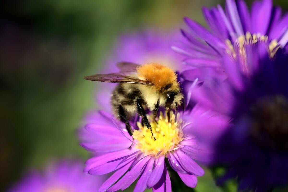 Hommel op paars in het zonlicht