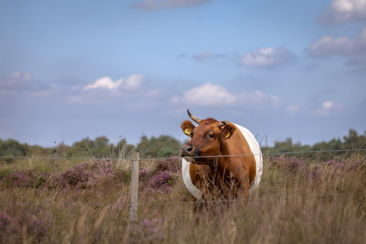 Bruin-witte koe tussen de paarse heide
