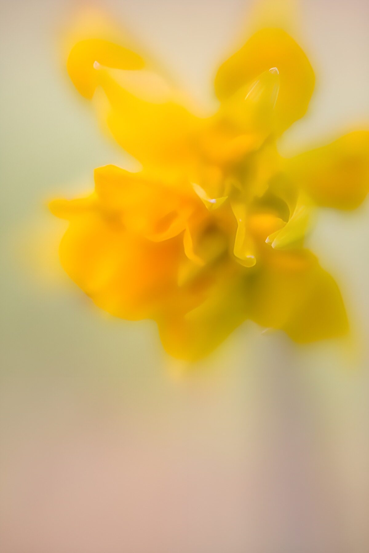 Gele bloem in zachte focus