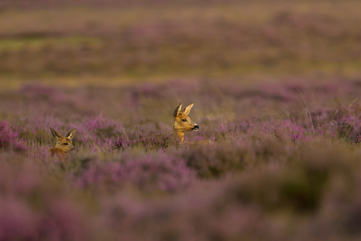Twee reeën tussen de paarse heide