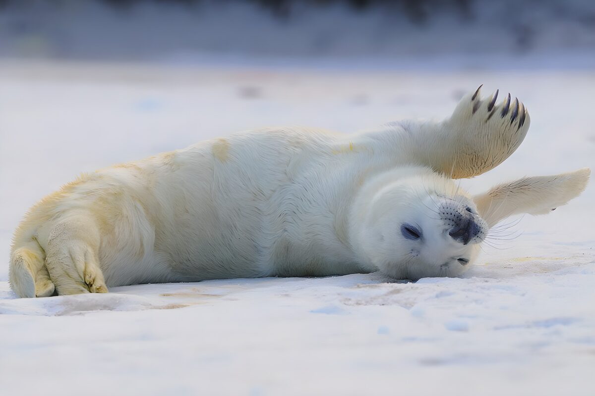 Witte zeehondenpup met flippers omhoog
