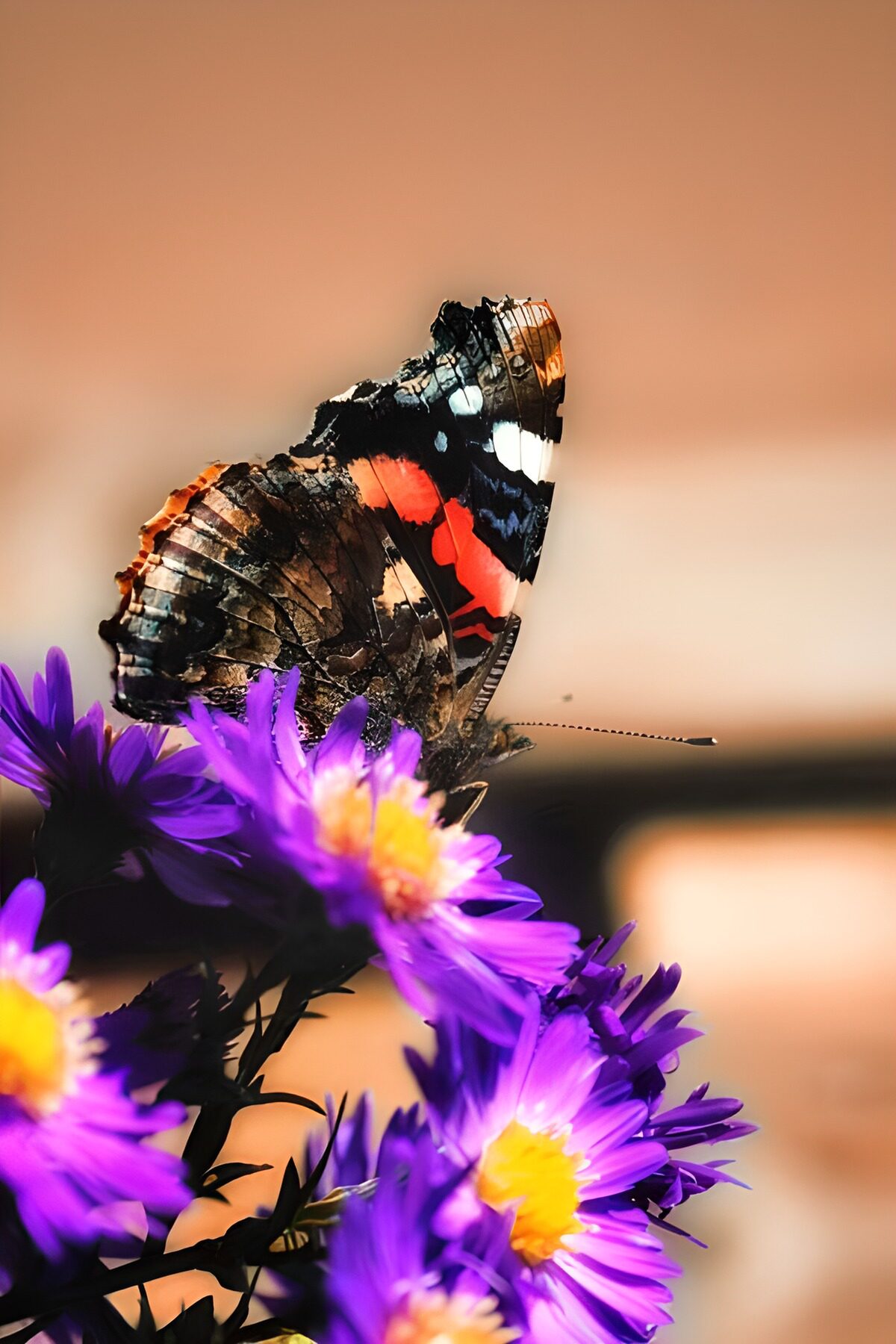 Atalanta op paarse bloemen