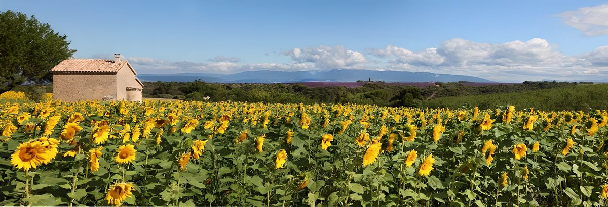 Zonnebloemenveld met een landelijke schuur