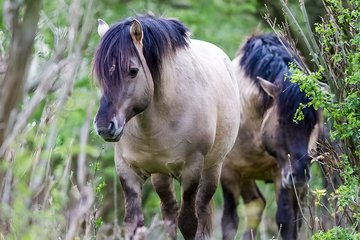 Twee paarden tussen het groen