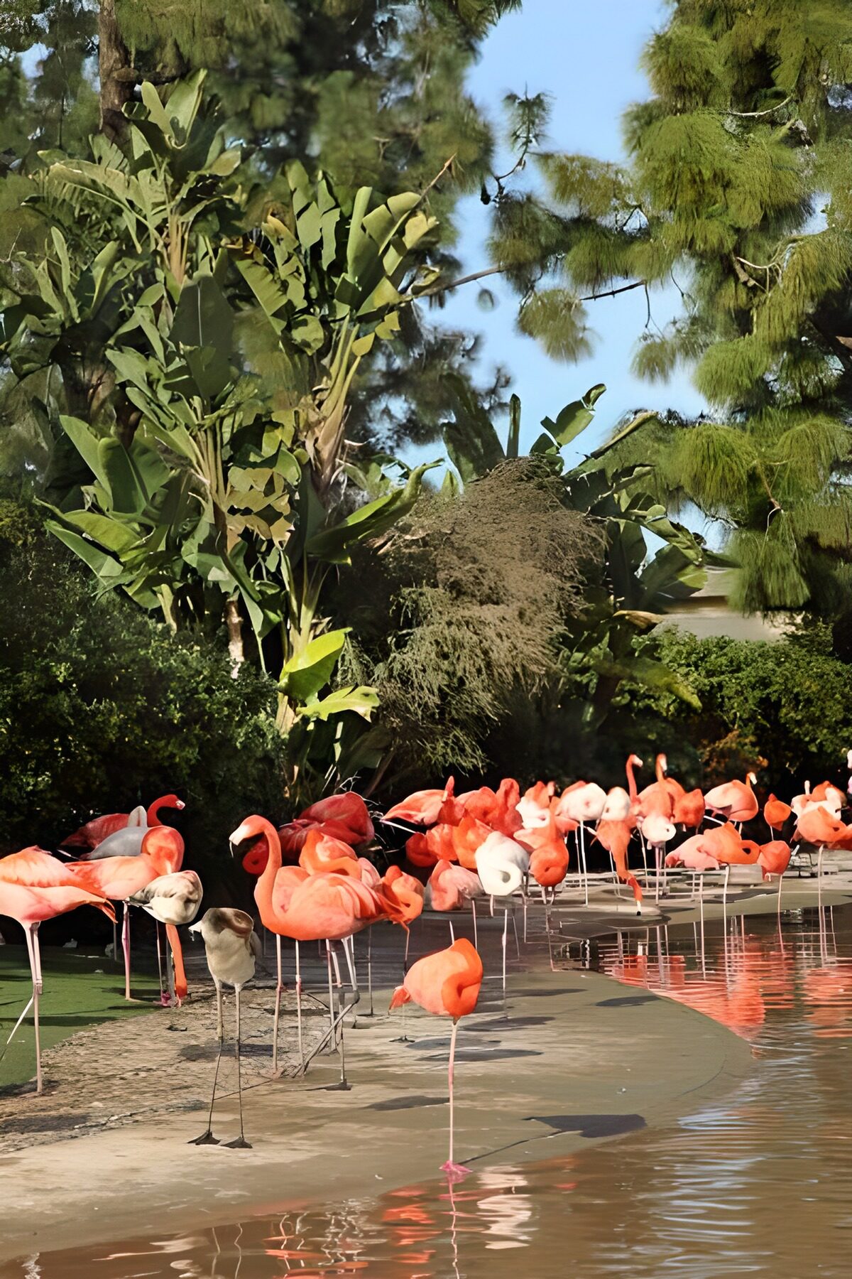 Flamingo's langs de groene vijver