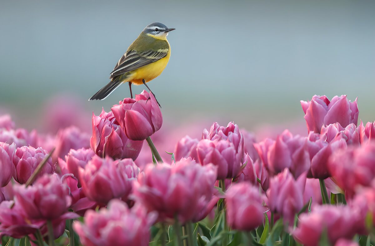 Een geel lied tussen roze tulpen