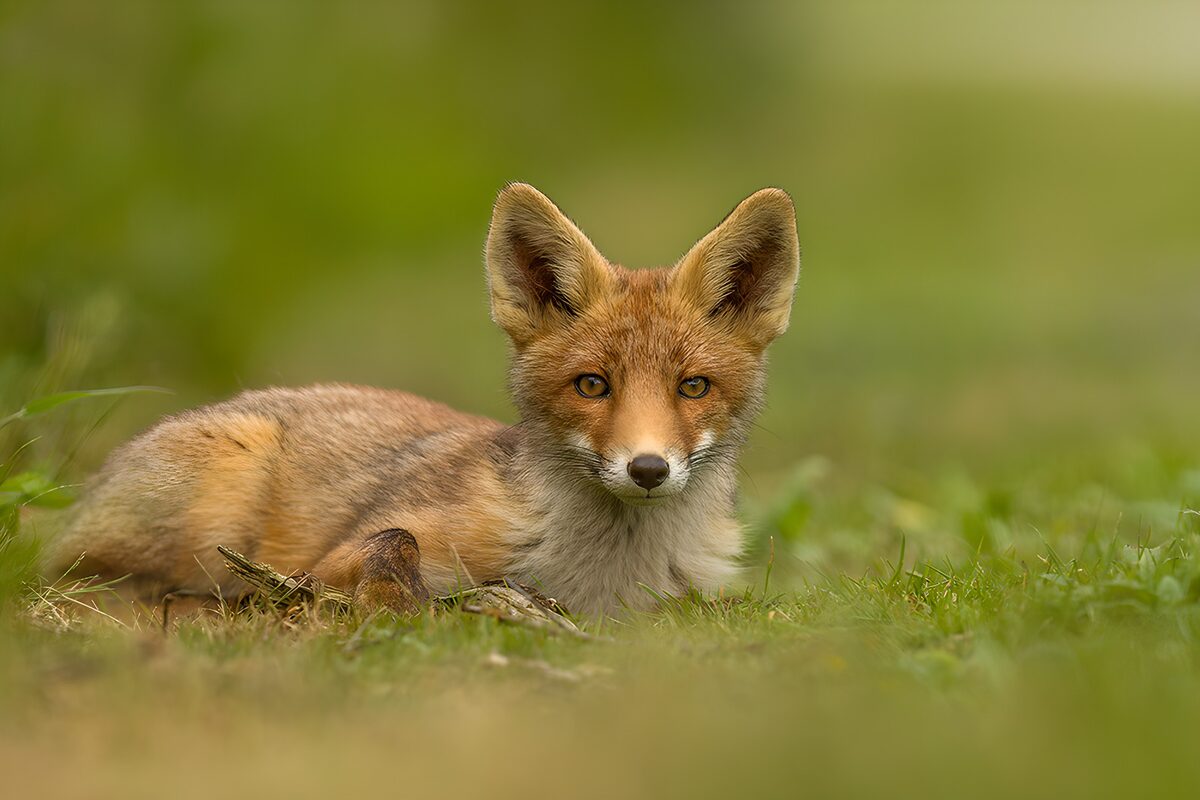 Jonge vos in het groene gras