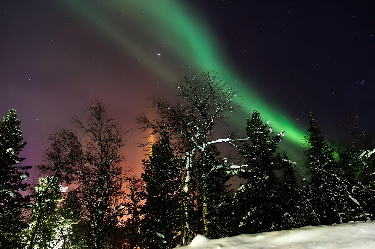 Noorderlicht boven een besneeuwd bos