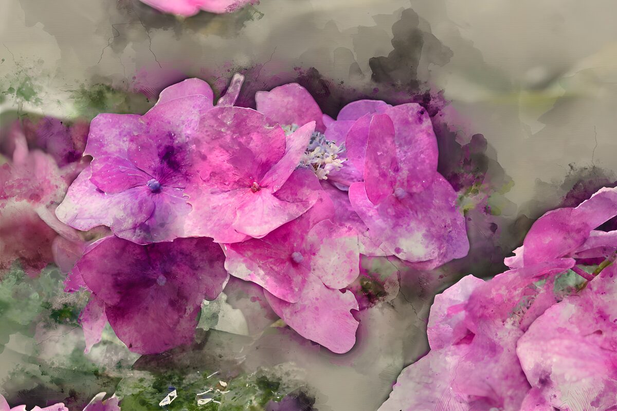 Roze hortensia in zachte waterverf