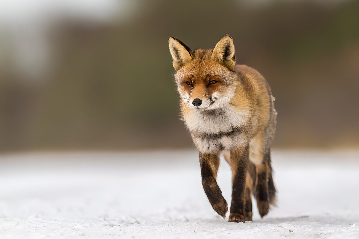 Rode vos op pad door de sneeuw