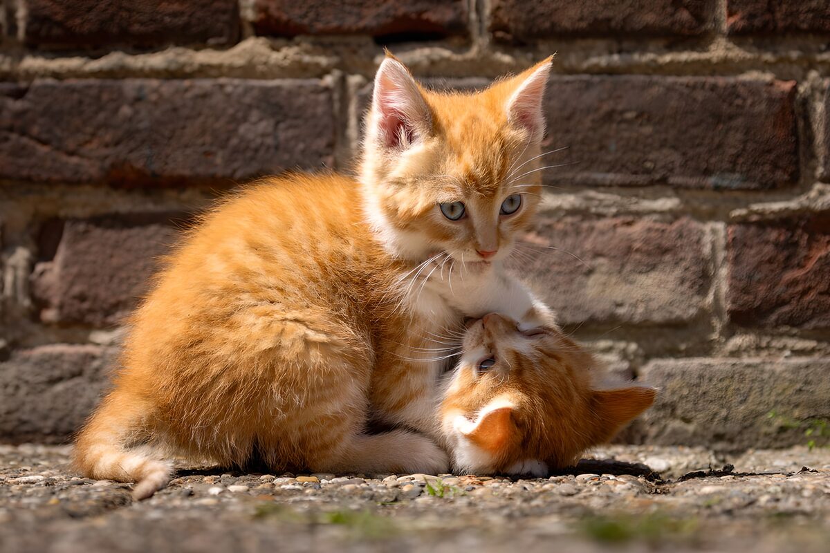 Twee rode kittens samen in de zon