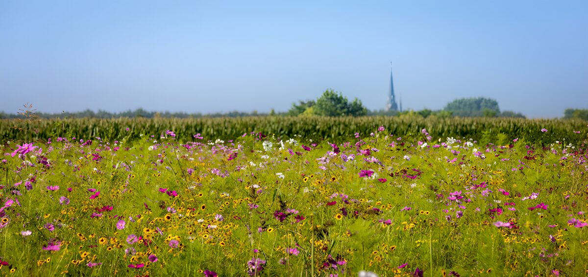 Bloemenweide met kerktoren