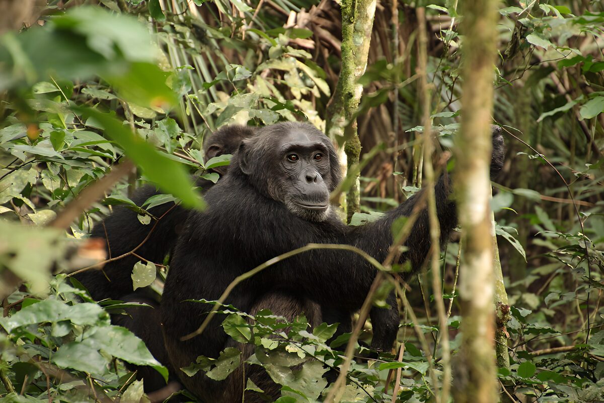 Chimpansees tussen het groen