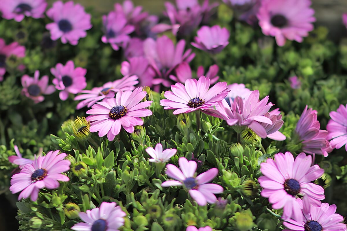Roze Kaapse margrieten in de zon