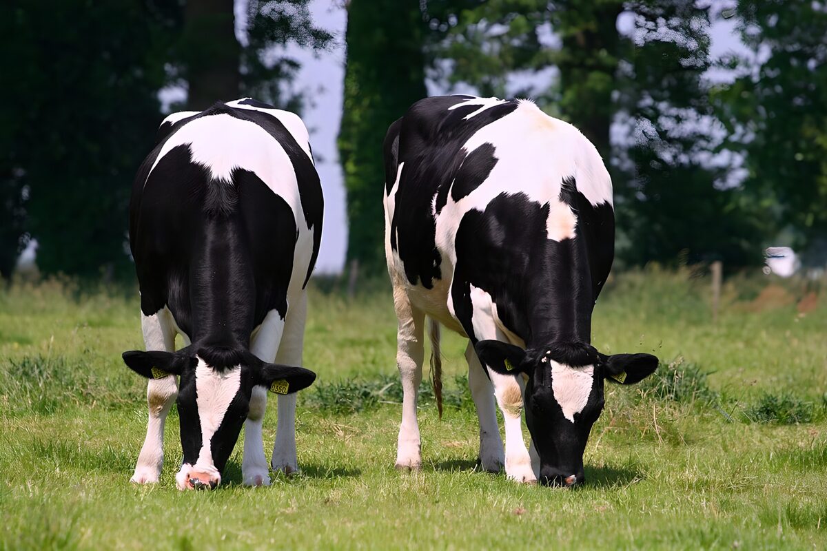 Twee zwart-witte koeien in het groen