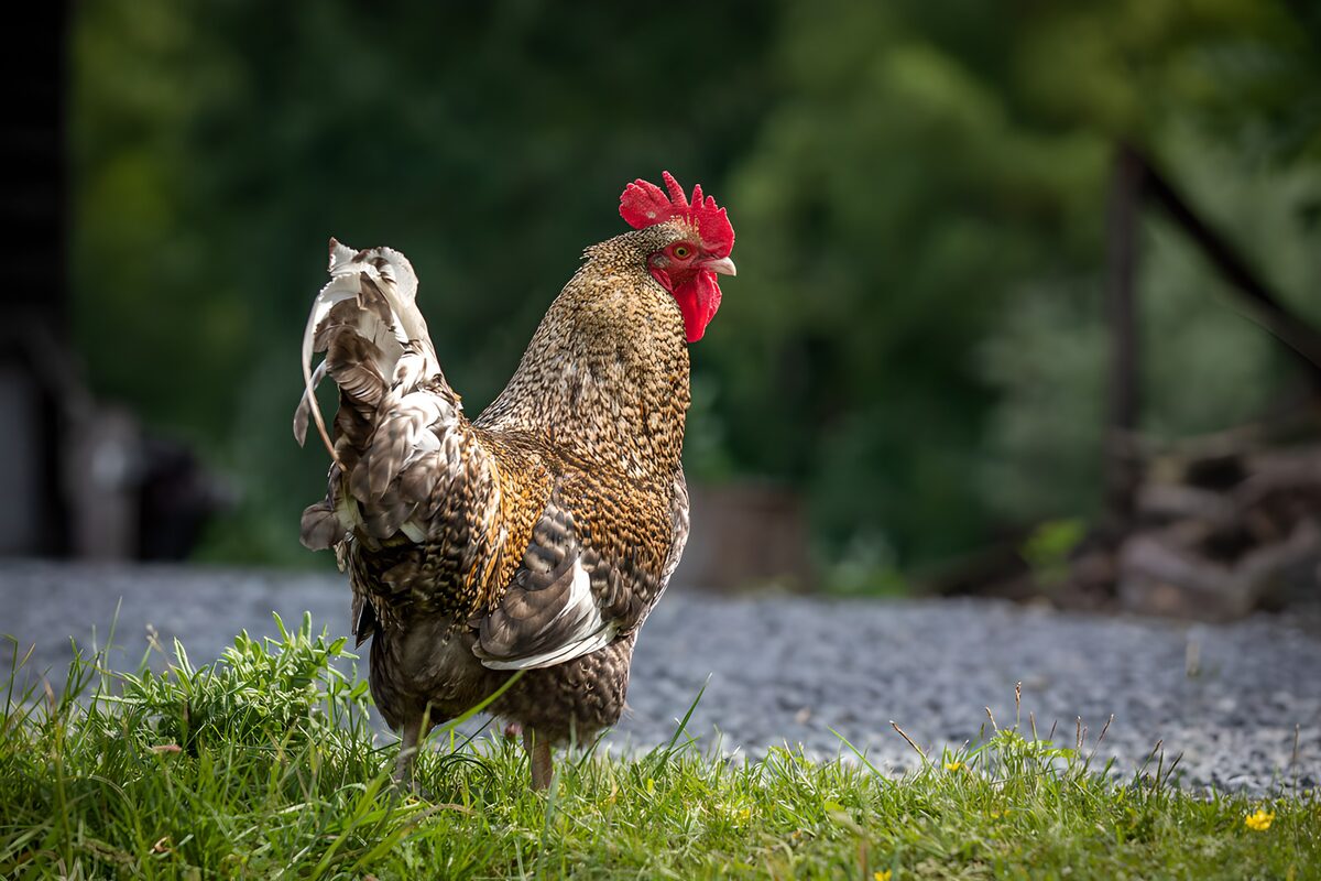 Haan in het zonnige gras