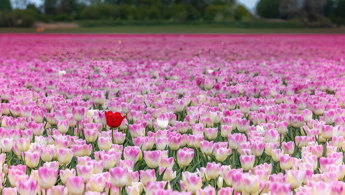 Rode tulp in een roze tulpenveld