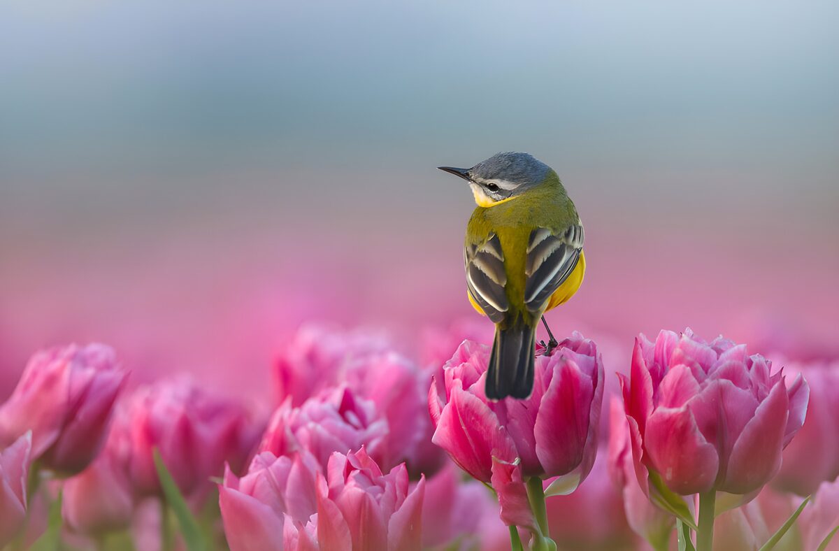 Gele kwikstaart op een roze tulp