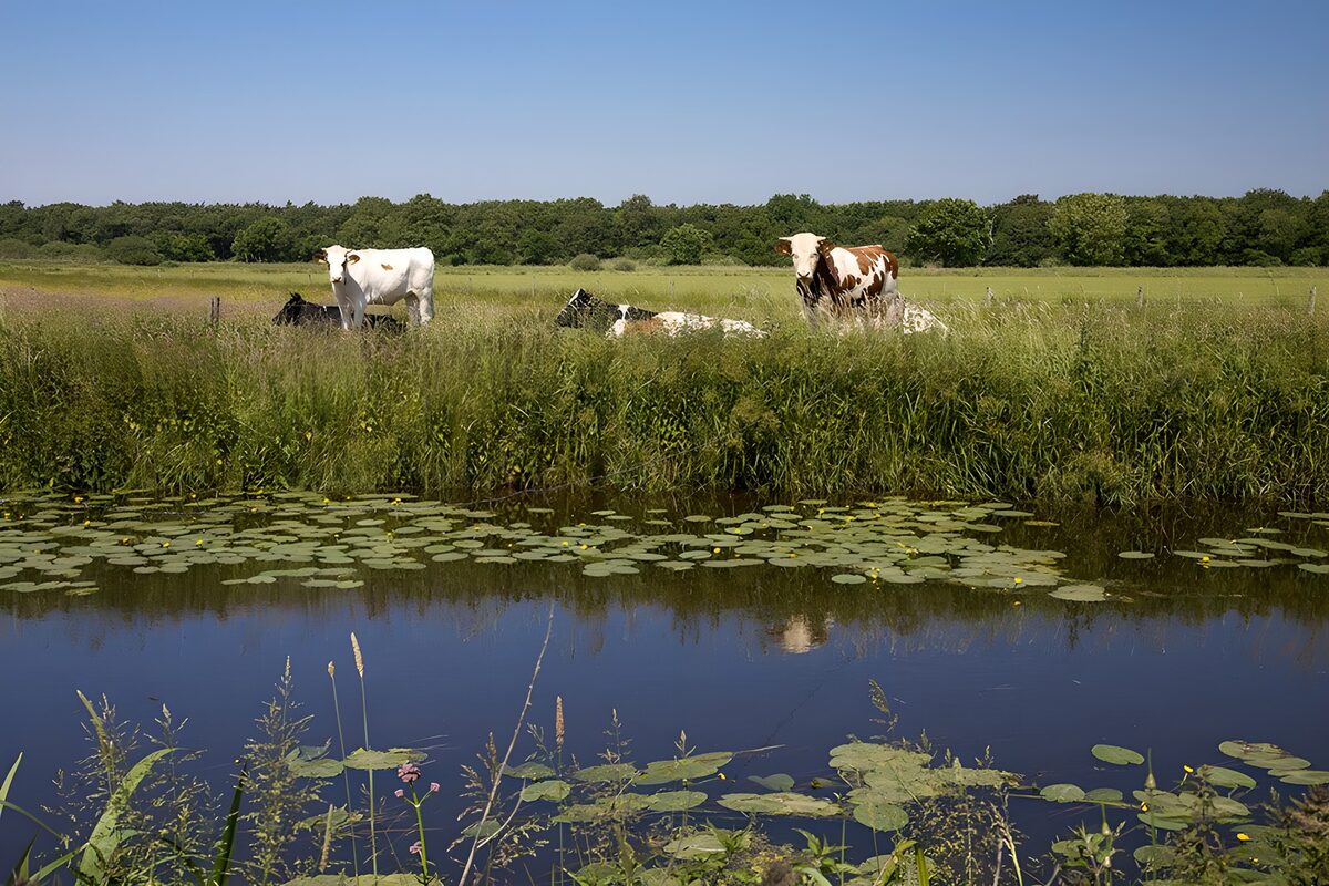 Koeien aan de sloot in de zomerzon