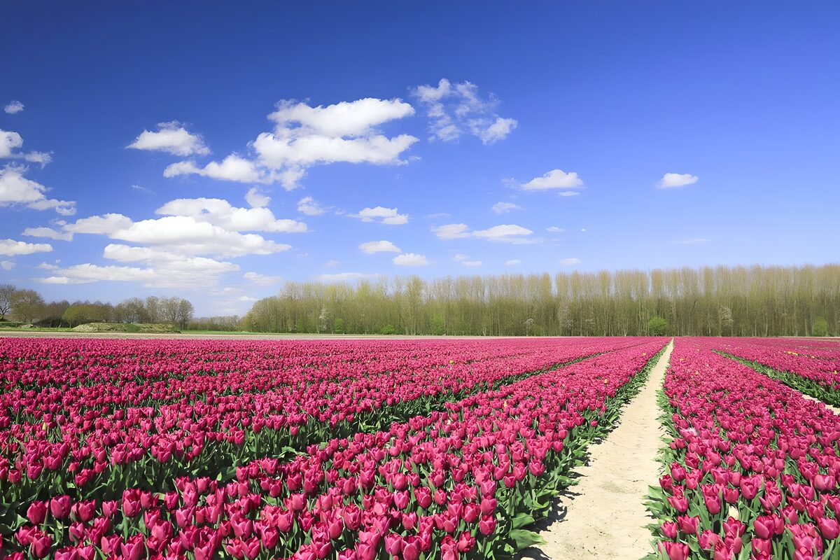Roze tulpen onder een blauwe lucht