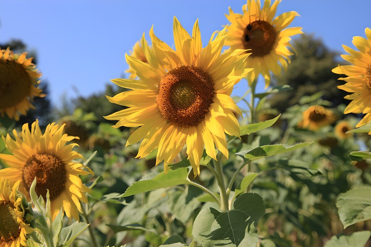 Zonnebloemen onder een blauwe lucht