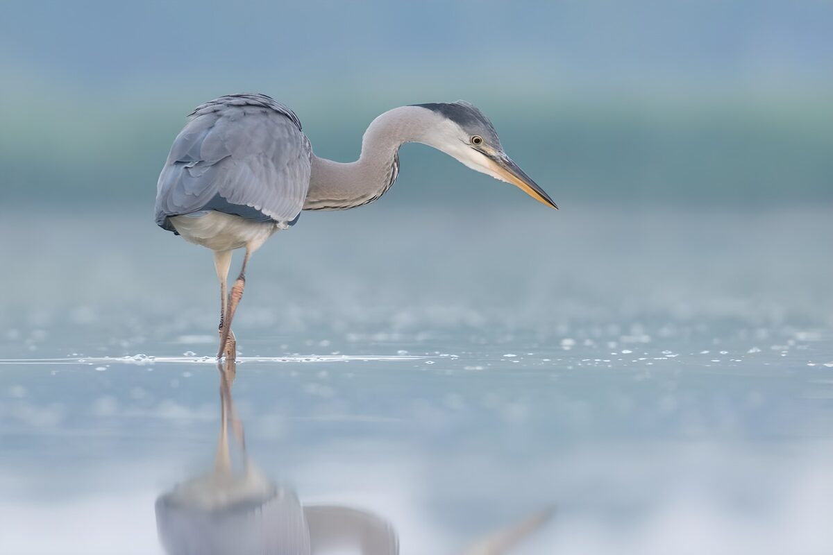 Blauwe reiger in stil water