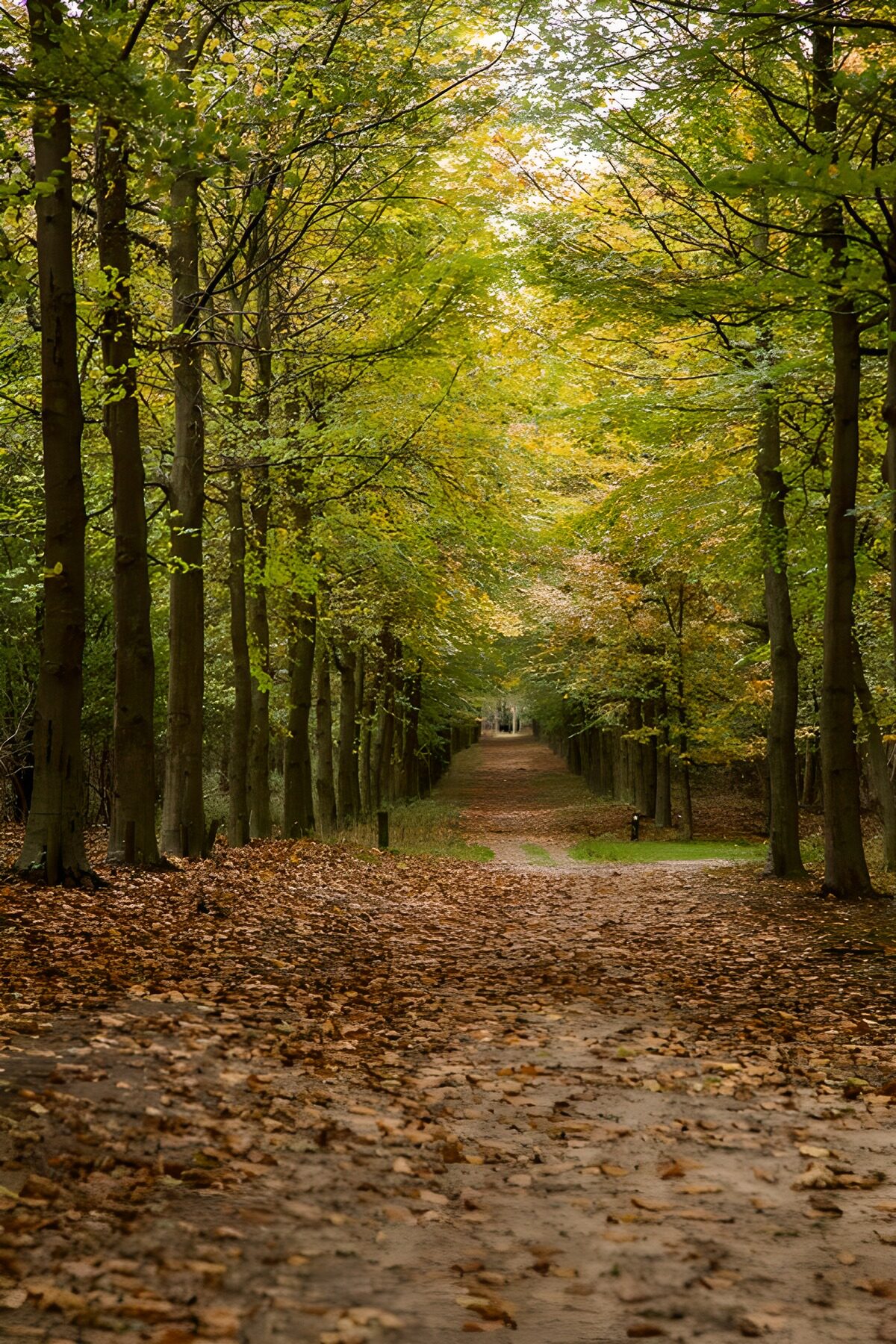 Herfstlaan met een tapijt van bladeren
